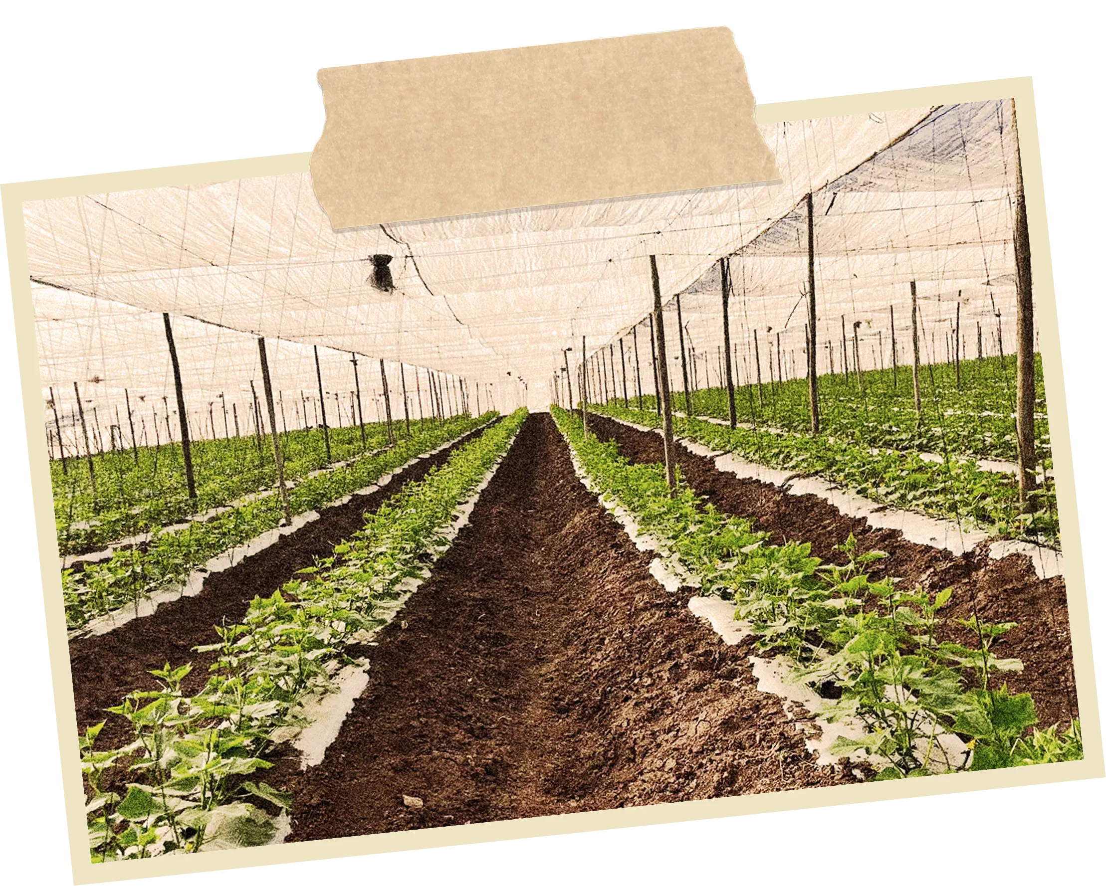 Gardening scene with rows of plants and a fence in the background