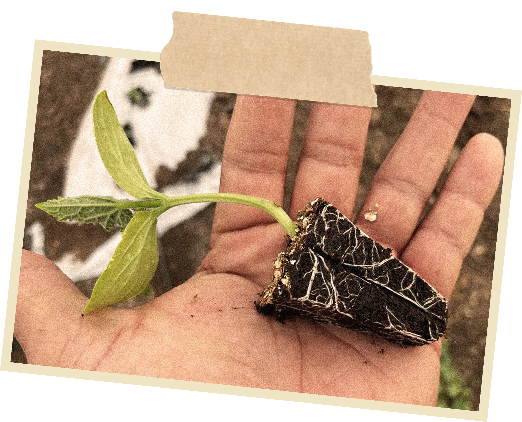 Hand holding a small plant with roots and leaves, against a natural background.